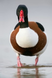 Shelduck (Tadorna tadorna), frontal close-up of a drake, male in splendour dress, summer dress,