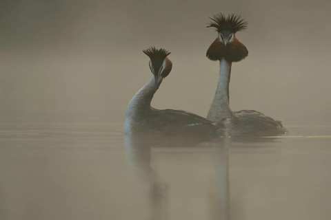 The bow... Great Crested Grebe (Podiceps Scalloped ribbonfish) mating, courtship display, native