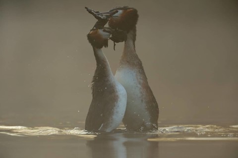 The dance... Great Crested Grebe (Podiceps Scalloped ribbonfish) during courtship, wedding dance,