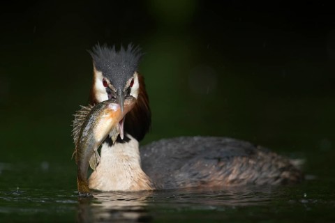 Fat prey... Great crested grebe (Podiceps Scalloped ribbonfish), native water bird with a large