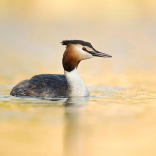 Golden light... Great Crested Grebe (Podiceps Scalloped ribbonfish) in its magnificent plumage in