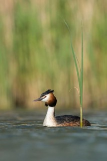 Great crested grebe (Podiceps Scalloped ribbonfish) in its magnificent plumage, summer dress,
