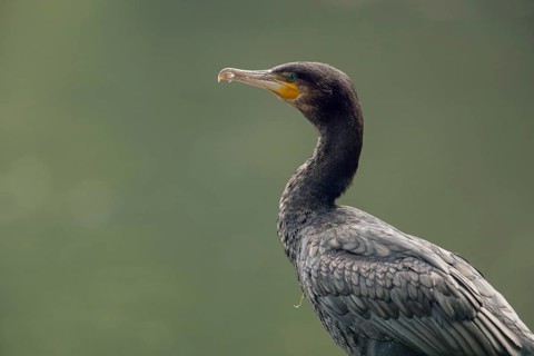Detailed close-up... Cormorant (Phalacrocorax carbo), cropped in front of a natural green