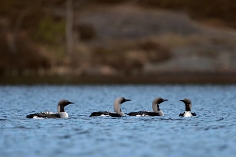 Courtship... Black-throated diver (Gavia arctica), group of black-throated divers meeting on a