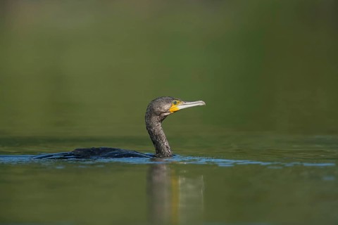 Shallow water... Cormorant (Phalacrocorax carbo), well-adapted, native, widespread water bird,