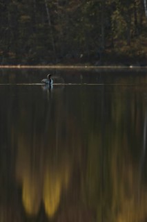 Somewhere in Sweden... Black-throated diver (Gavia arctica), straightens up for a moment, flaps its