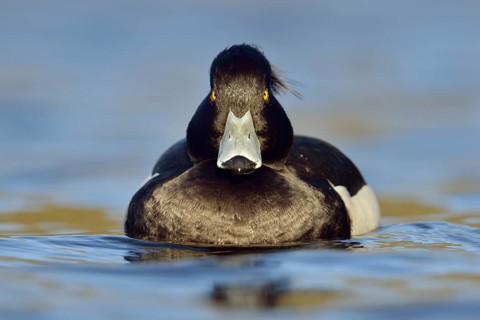 Direct gaze, insistent eye contact... Tufted duck (Aythya fuligula), relatively common native duck