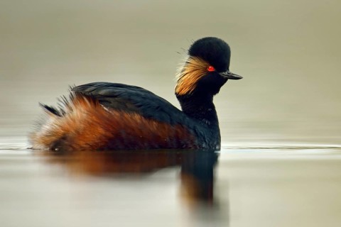 Black-necked Grebe (Podiceps nigricollis), adult bird in breeding plumage, magnificent plumage,