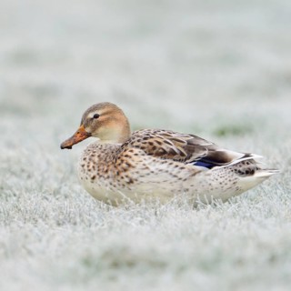 Beautifully marked... Mallard (Anas platyrhynchos), best known and almost everywhere common wild