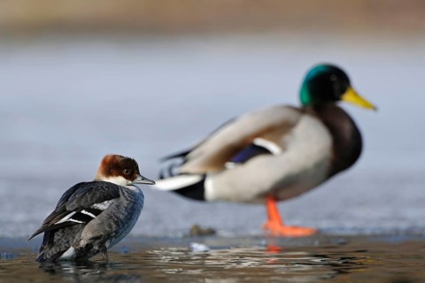 Size ratios... female red-breasted merganser (Mergellus albellus) and male mallard (Anas