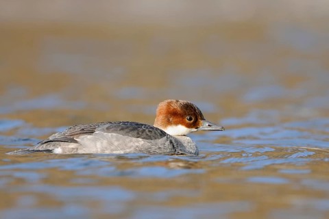 Red-breasted Merganser (Mergellus albellus), female, swims in ice-cold, open water reflecting the