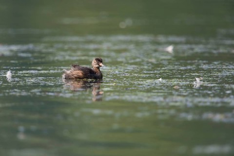 Offspring... Little grebe (Tachybaptus ruficollis), young bird, fledged chick, juvenile plumage,
