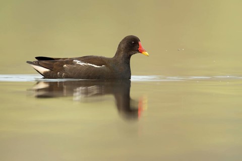 Hunting... Moorhen (Gallinula chloropus), also called pond rail, swims in search of food in open