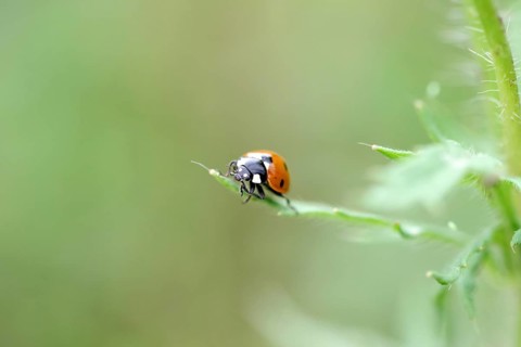 Ladybird (Coccinellidae), seven-spot, red, macro, The ladybird sits on a green leaf