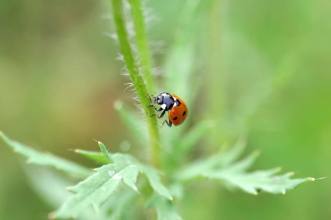 Ladybird (Coccinellidae), seven-spot, macro, red, The ladybird runs up a flower stalk