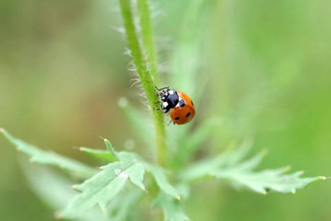 Ladybird (Coccinellidae), seven-spot, macro, red, The ladybird eats an aphid