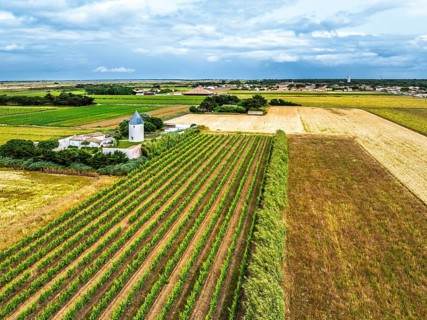 Fields and Grape plantations from a drone, Saint-Clement-des-Baleines, Atlantic, France