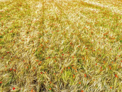 Red poppies in the cereal field from a drone