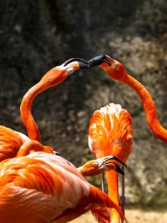 American flamingo, Phoenicopterus ruber, group of birds