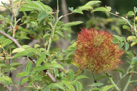 Gall apple in dog rose bush (Rosa canina) also called rose apple or sleeping apple is a