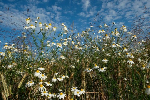 Camomile (Matricaria) blooming at the edge of a cornfield, Allgäu, Bavaria, Germany, Allgäu,
