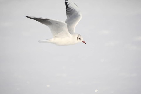 Black-headed Black-headed Gull (Chroicocephalus ridibundus) in a light dress, in gliding flight,