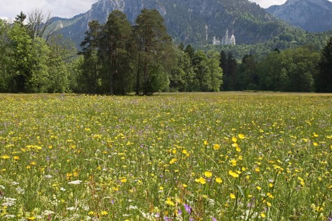 Neuschwanstein Castle near Füssen, with blooming wildflower meadow, Allgäu, Bavaria, Germany,