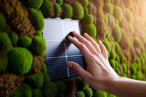 Integrating clean energy with nature. Fingers touching solar cell into living moss wall, AI