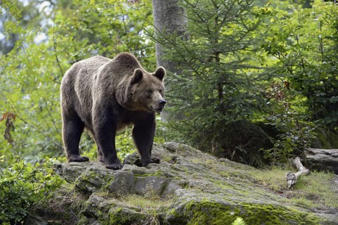 Europe's largest land mammal... European brown bear (Ursus arctos), adult, standing on some rocks