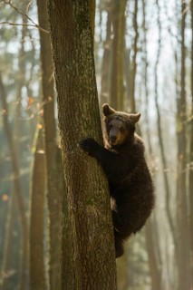 Young brown bear... European brown bear (Ursus arctos), young climbs, escapes in a tree, follows