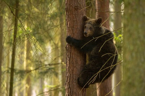 Bear cub... European brown bear (Ursus (arctos), young bear has fled to a tree in the forest,