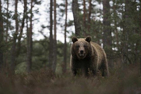 European brown bear (Ursus arctos) at the edge of a pine forest, walking through, standing in the