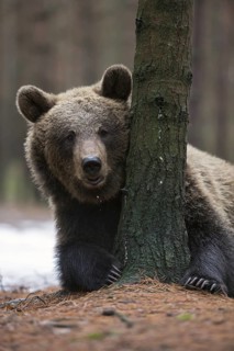 Hiding behind a tree... European brown bear (Ursus (genus) arctos), younger bear apparently playing