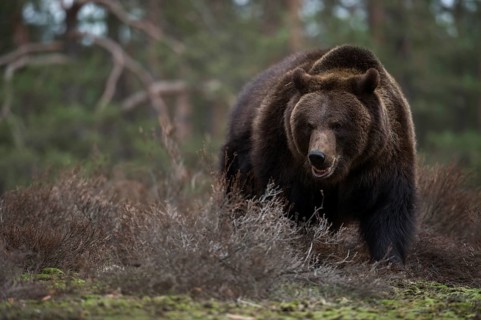 Aggressive... European brown bear (Ursus arctos), encounter in the forest, dangerous encounter,