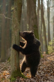 New odours... European brown bear (Ursus arctos), young, standing on its hind legs, exploring its