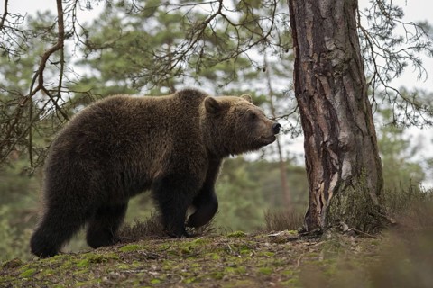 Roaming... European brown bear (Ursus arctos), young bear roaming through the forest, running up a