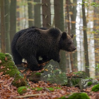 Early in the morning... European brown bear (Ursus arctos) standing on a slope on some rocks in the