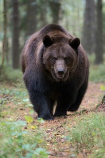 European brown bear (Ursus arctos), adult, particularly strong animal running along a game trail in