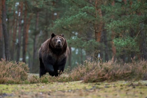 European brown bear (Ursus arctos), adult, particularly strong, respectful animal, running,