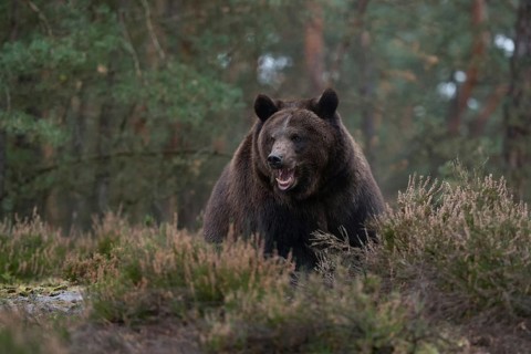 Aggressive... European brown bear (Ursus arctos), impressively large and heavy bear, during an