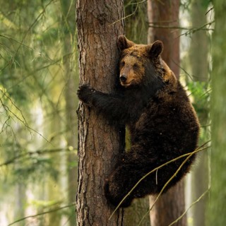 Bear cub... European brown bear (Ursus arctos) climbing a tree, following the play instinct or