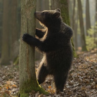 New odours... European brown bear (Ursus arctos), young, standing on its hind legs, exploring its