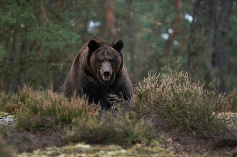 Eye contact... European brown bear (Ursus (genus), adult, particularly strong animal, during an