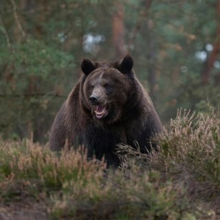Aggressive... European brown bear (Ursus arctos), impressively large and heavy bear, during an