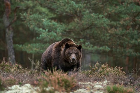 Terrifying... European brown bear (Ursus arctos), adult, particularly strong animal stands in a