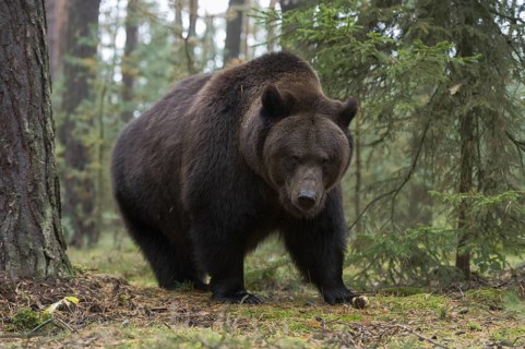 Terrifying... European brown bear (Ursus arctos), adult, particularly strong animal in the forest,
