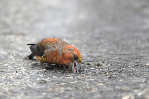 Spruce crossbill (Loxia curvirostra) male picks up minerals on a tarmac road, Allgäu, Bavaria,