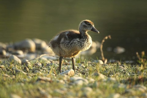 Egyptian goose (Alopochen aegyptiaca) young bird in a gravel pit, Allgäu, Bavaria, Germany, Allgäu,