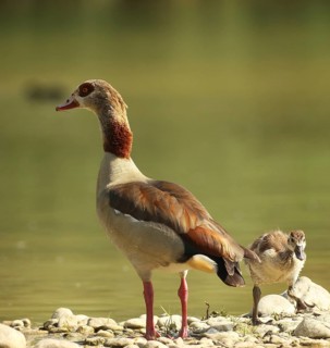 Egyptian goose (Alopochen aegyptiaca) adult bird with young bird in a gravel pit, Allgäu, Bavaria,