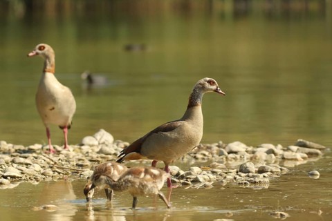 Egyptian goose (Alopochen aegyptiaca) adults with young in a gravel pit, Allgäu, Bavaria, Germany,